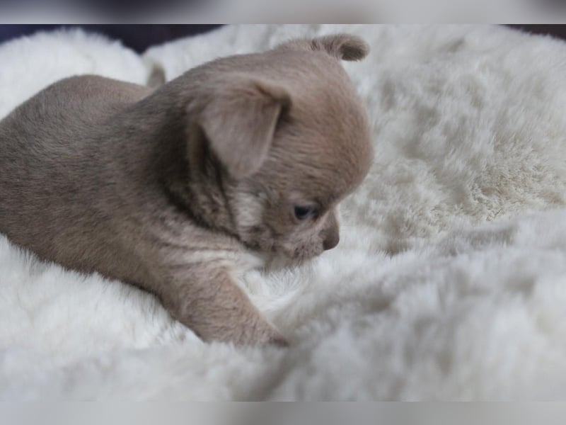 Reinrassige Chihuahua Welpen Kurzhaar