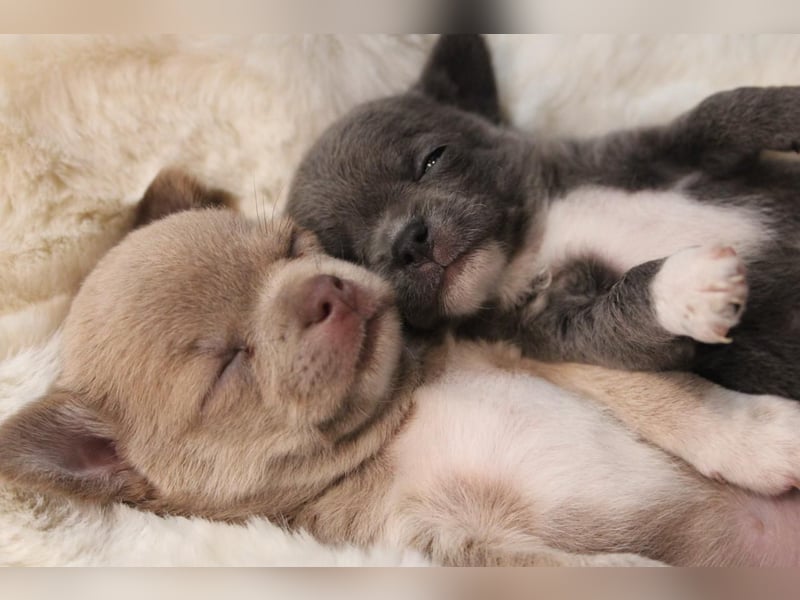 Reinrassige Chihuahua Welpen Kurzhaar