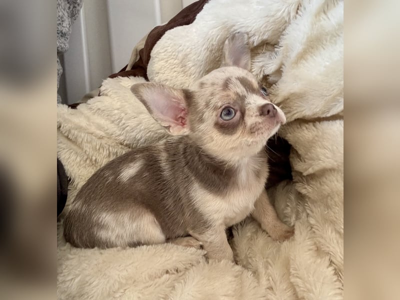 Chihuahua Welpen