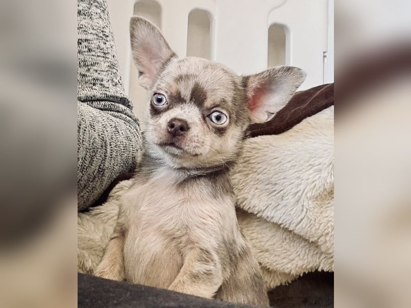 Chihuahua Welpen