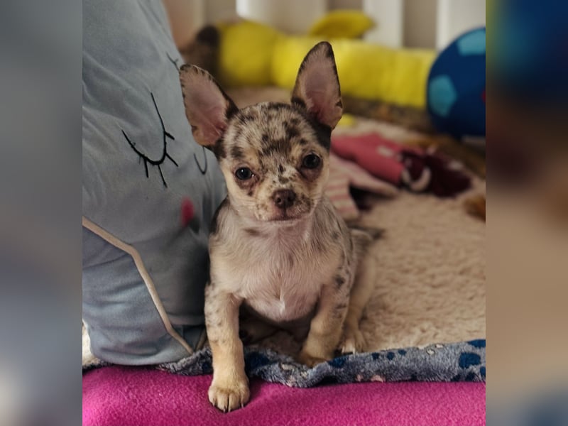 Chihuahua Welpen