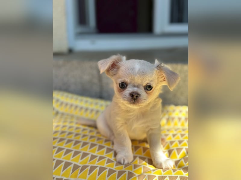 Wunderschöne Chihuahua Welpen