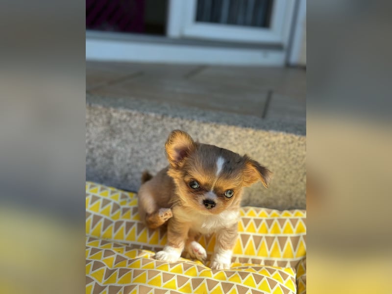 Wunderschöne Chihuahua Welpen