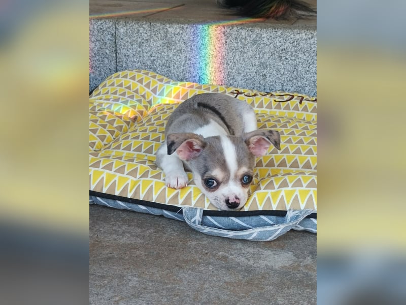 Wunderschöne Chihuahua Welpen