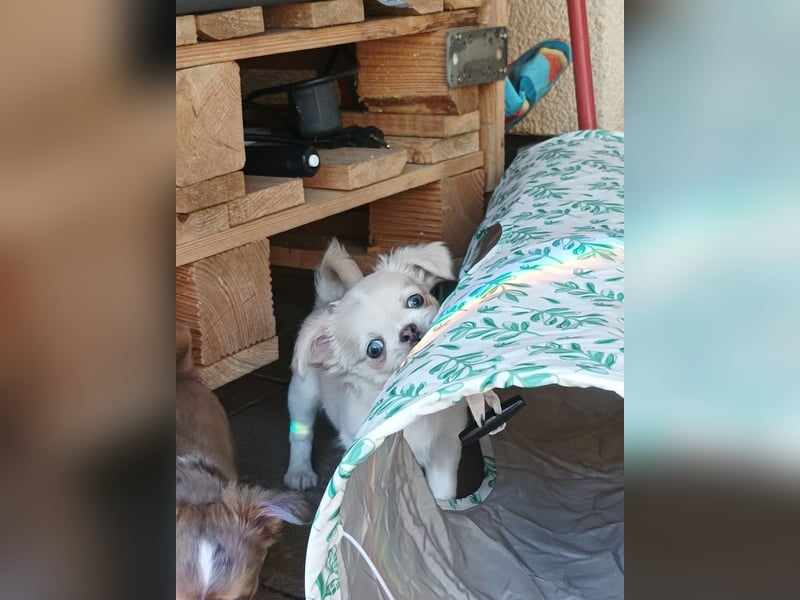 Wunderschöne Chihuahua Welpen