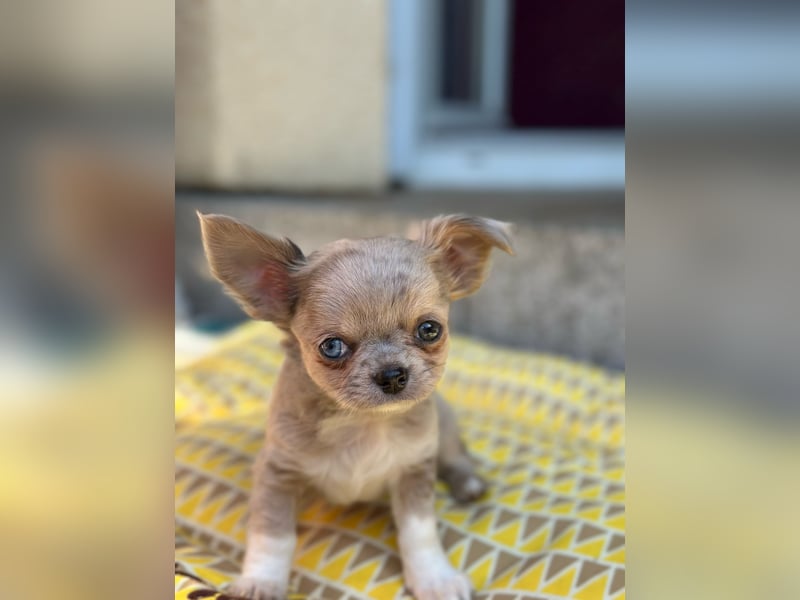 Wunderschöne Chihuahua Welpen