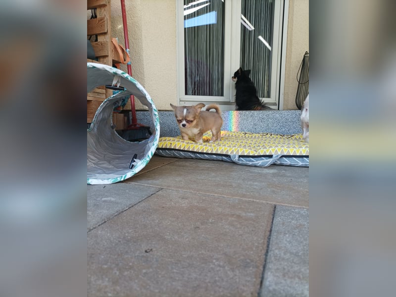 Wunderschöne Chihuahua Welpen