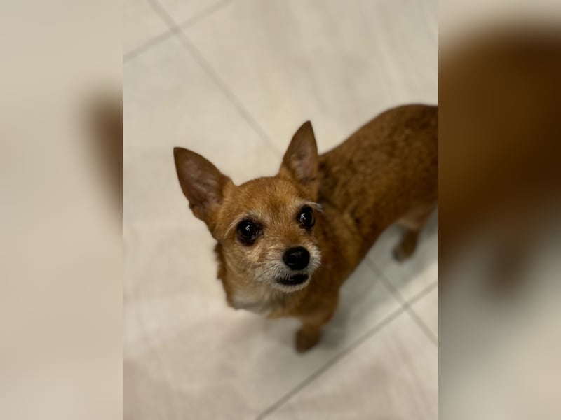 Süße RUBI sucht ein Zuhause