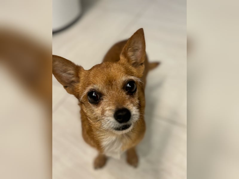 Süße RUBI sucht ein Zuhause