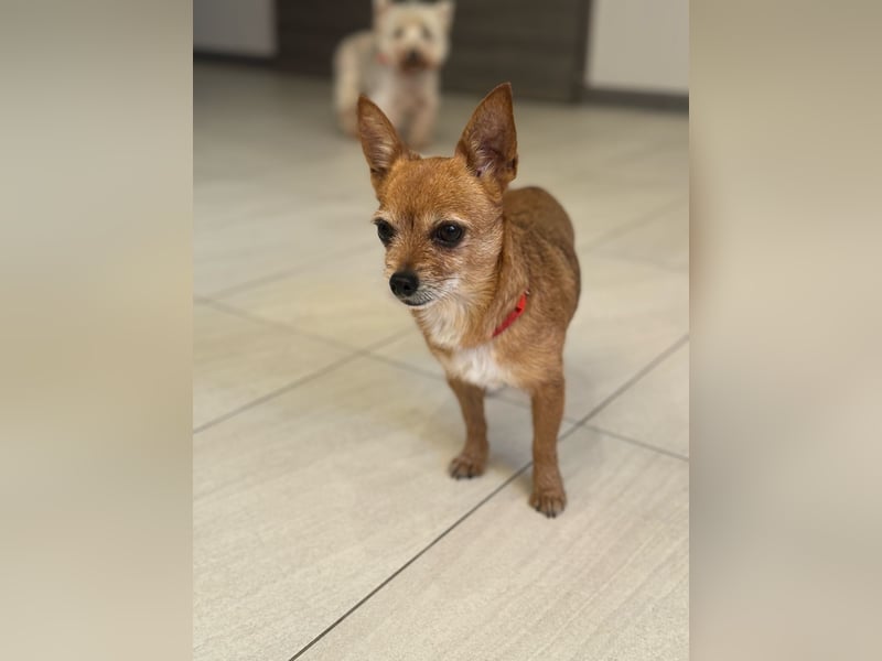Süße RUBI sucht ein Zuhause