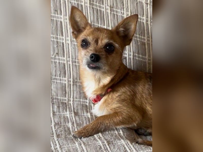 Süße RUBI sucht ein Zuhause