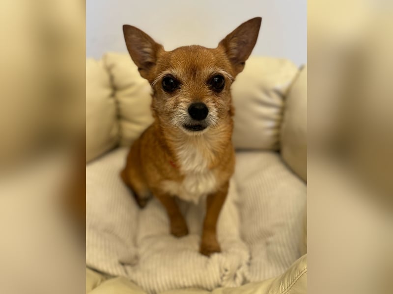 Süße RUBI sucht ein Zuhause
