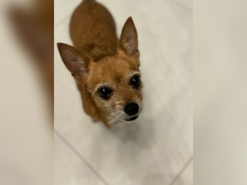 Süße RUBI sucht ein Zuhause