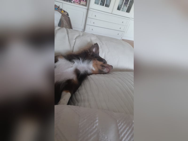 Chihuahua, 4 Jahre, braun