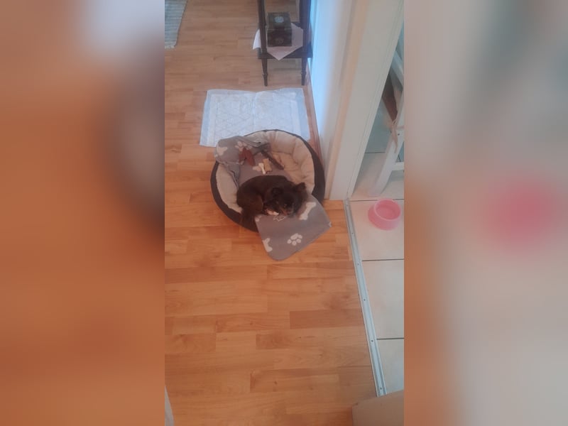 Chihuahua, 4 Jahre, braun