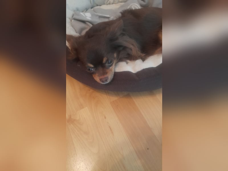 Chihuahua, 4 Jahre, braun