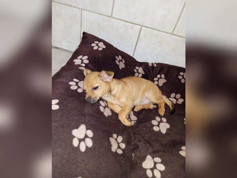 Minirepinscher Chihuahua Mischling sucht neues zu Hause