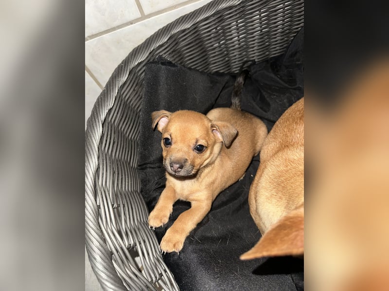 Minirepinscher Chihuahua Mischling sucht neues zu Hause