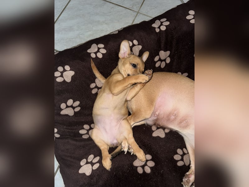 Minirepinscher Chihuahua Mischling sucht neues zu Hause