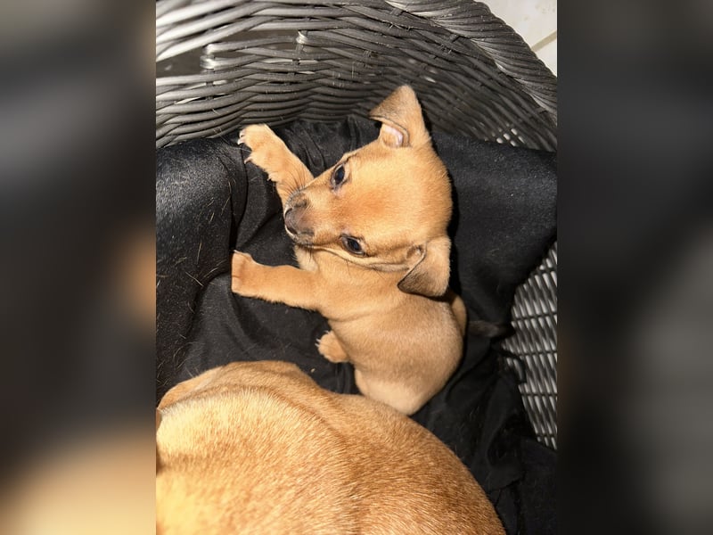 Minirepinscher Chihuahua Mischling sucht neues zu Hause