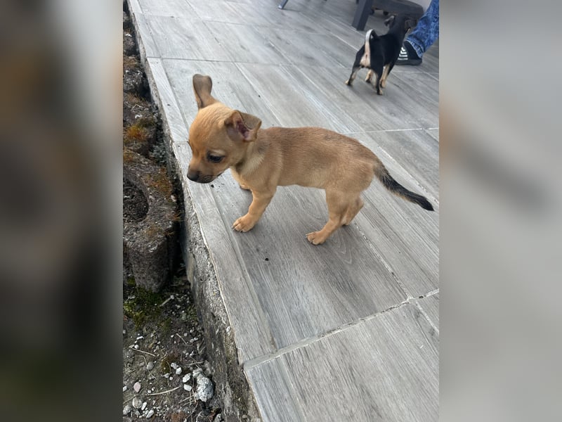 Minirepinscher Chihuahua Mischling sucht neues zu Hause