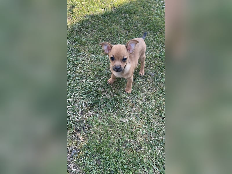 Minirepinscher Chihuahua Mischling sucht neues zu Hause