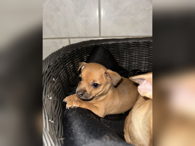 Minirepinscher Chihuahua Mischling sucht neues zu Hause