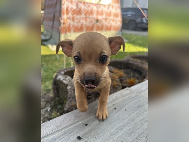 Minirepinscher Chihuahua Mischling sucht neues zu Hause