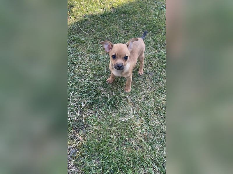 Minirepinscher Chihuahua Mischling sucht neues zu Hause