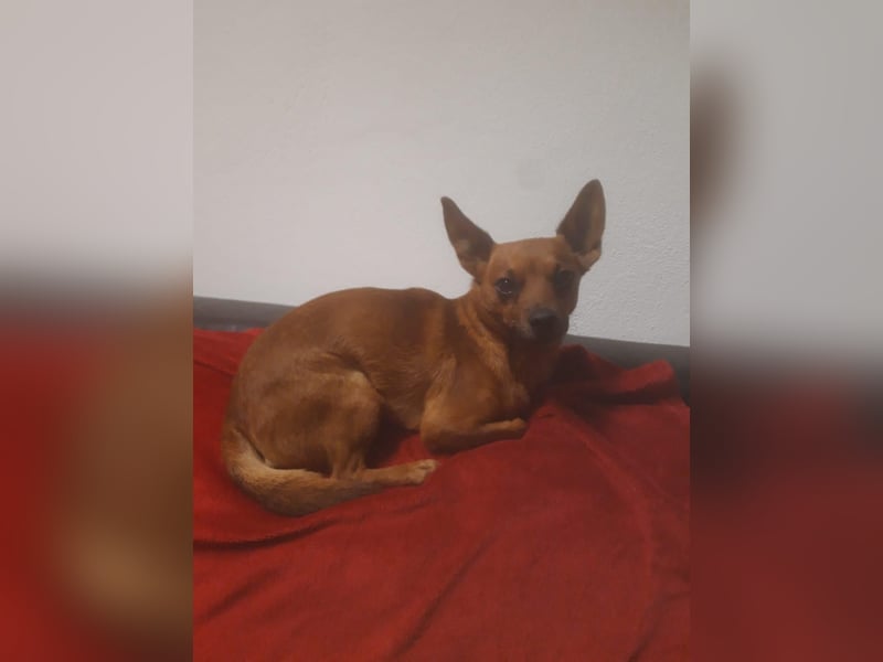 Minirepinscher Chihuahua Mischling sucht neues zu Hause