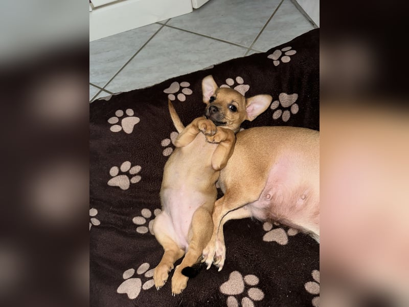 Minirepinscher Chihuahua Mischling sucht neues zu Hause