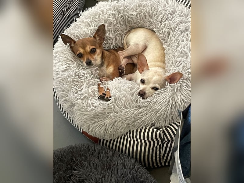 SOPHIE und KAAMI ❤️ 2 Chihuahua Seelen, Pflegefamilie Bochum
