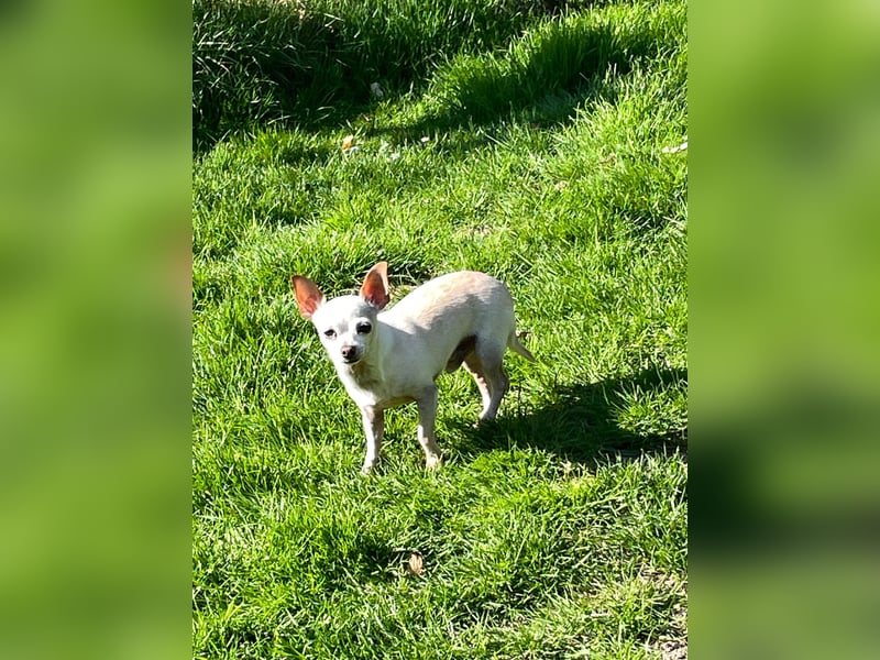 SOPHIE und KAAMI ❤️ 2 Chihuahua Seelen, Pflegefamilie Bochum