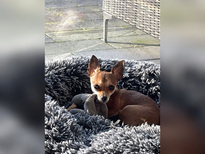 SOPHIE und KAAMI ❤️ 2 Chihuahua Seelen, Pflegefamilie Bochum