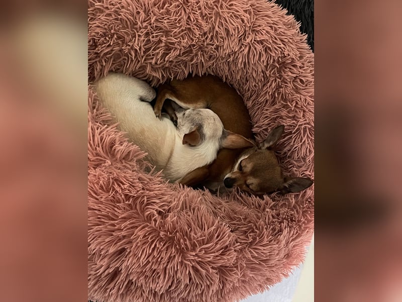 SOPHIE und KAAMI ❤️ 2 Chihuahua Seelen, Pflegefamilie Bochum