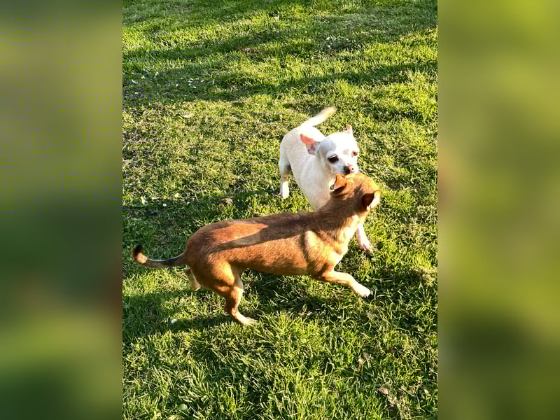 SOPHIE und KAAMI ❤️ 2 Chihuahua Seelen, Pflegefamilie Bochum
