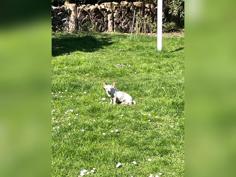 SOPHIE und KAAMI ❤️ 2 Chihuahua Seelen, Pflegefamilie Bochum
