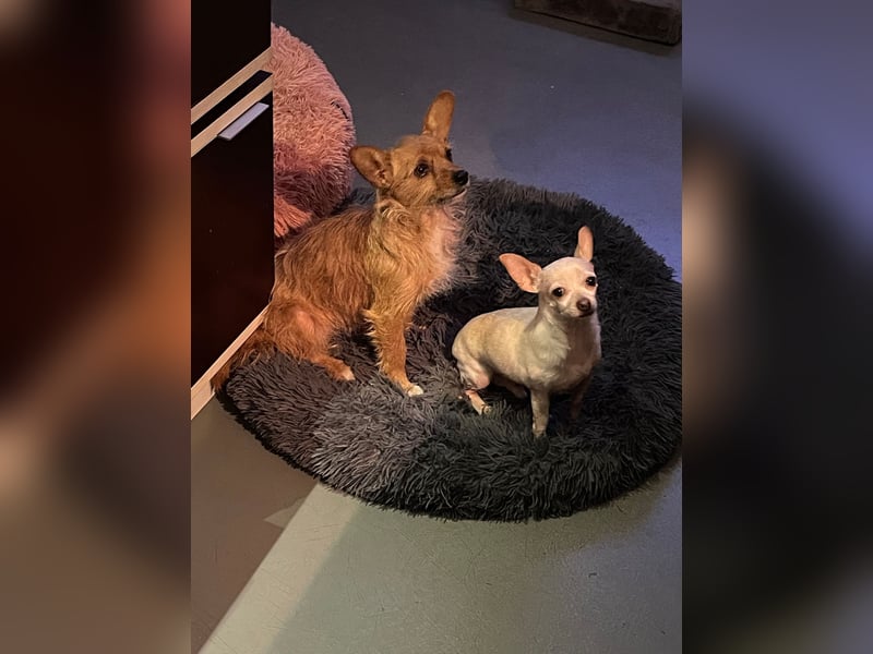 SOPHIE und KAAMI ❤️ 2 Chihuahua Seelen, Pflegefamilie Bochum