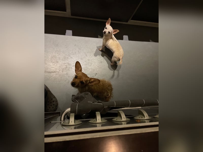 SOPHIE und KAAMI ❤️ 2 Chihuahua Seelen, Pflegefamilie Bochum