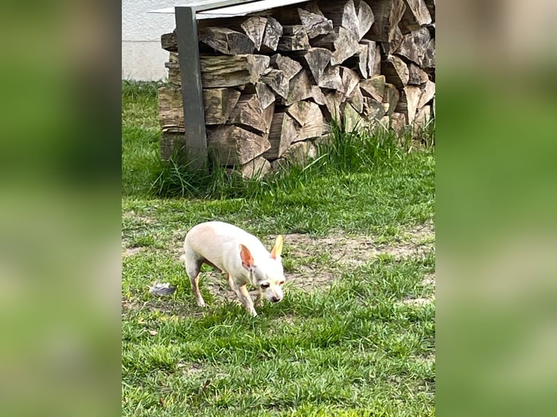 SOPHIE und KAAMI ❤️ 2 Chihuahua Seelen, Pflegefamilie Bochum