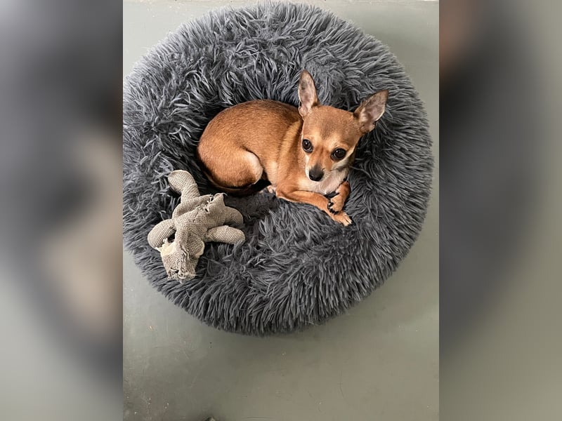 SOPHIE und KAAMI ❤️ 2 Chihuahua Seelen, Pflegefamilie Bochum