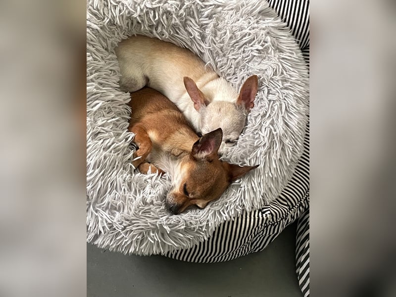 SOPHIE und KAAMI ❤️ 2 Chihuahua Seelen, Pflegefamilie Bochum