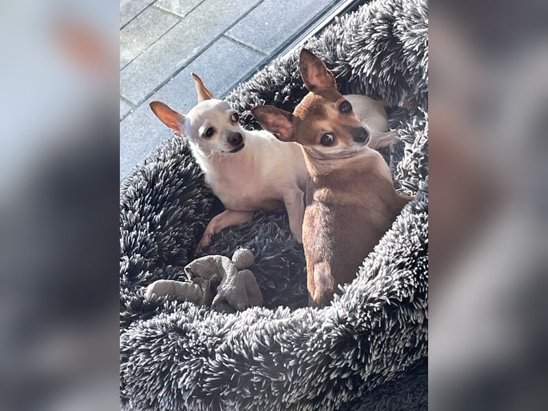 SOPHIE und KAAMI ❤️ 2 Chihuahua Seelen, Pflegefamilie Bochum