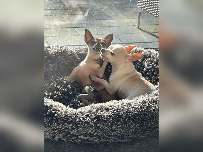 SOPHIE und KAAMI ❤️ 2 Chihuahua Seelen, Pflegefamilie Bochum