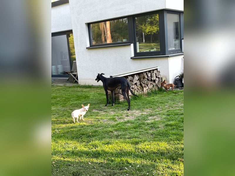 SOPHIE und KAAMI ❤️ 2 Chihuahua Seelen, Pflegefamilie Bochum