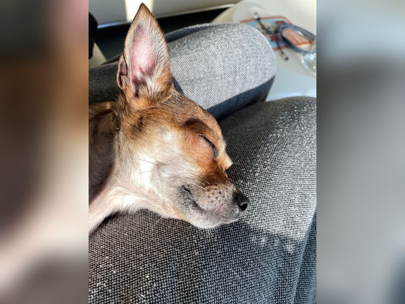 SOPHIE und KAAMI ❤️ 2 Chihuahua Seelen, Pflegefamilie Bochum