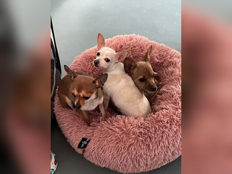 SOPHIE und KAAMI ❤️ 2 Chihuahua Seelen, Pflegefamilie Bochum