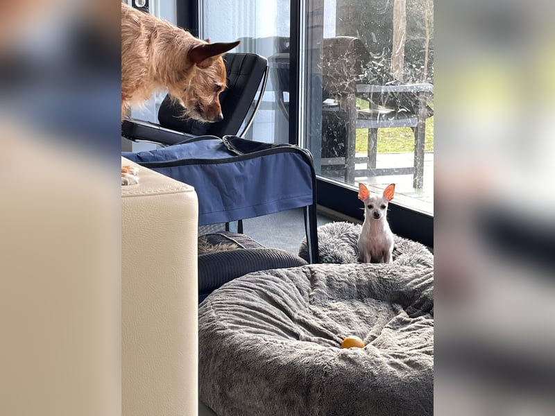 SOPHIE und KAAMI ❤️ 2 Chihuahua Seelen, Pflegefamilie Bochum