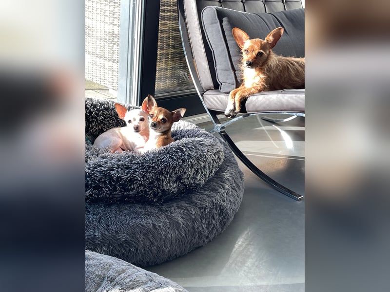 SOPHIE und KAAMI ❤️ 2 Chihuahua Seelen, Pflegefamilie Bochum