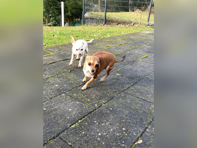 SOPHIE und KAAMI ❤️ 2 Chihuahua Seelen, Pflegefamilie Bochum